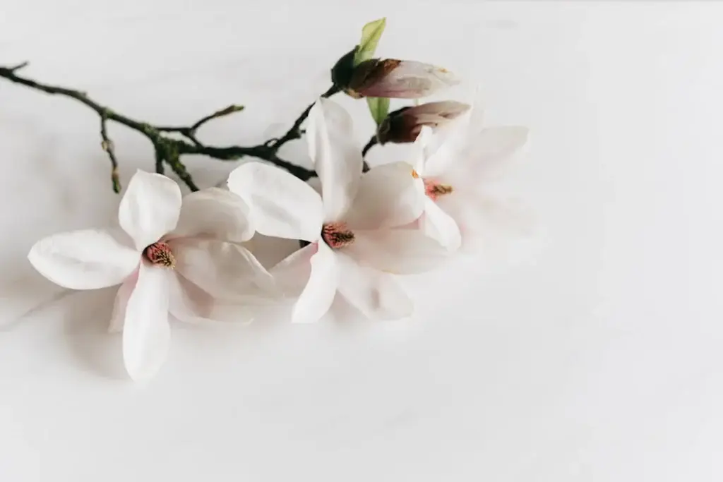 White magnolia flowers symbolizing natural skincare and calming, gentle skin treatments